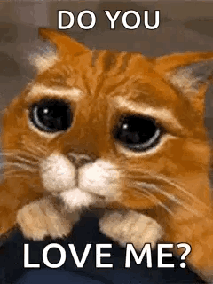 A Sad Cat Is Looking At The Camera With The Words `` Do You Love Me ? '' GIF