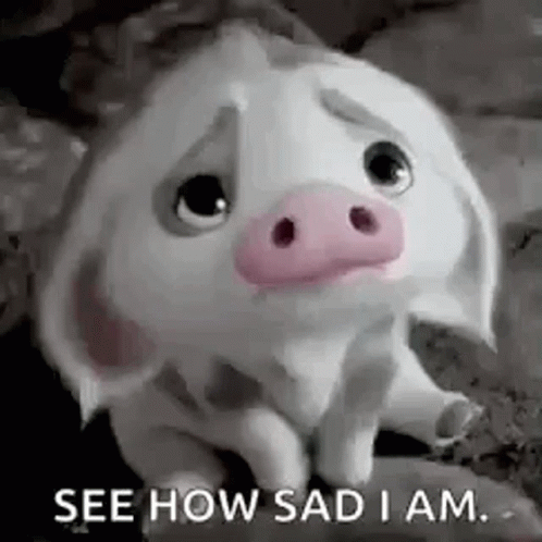 A Sad Pig Is Sitting On A Rock And Looking At The Camera . GIF