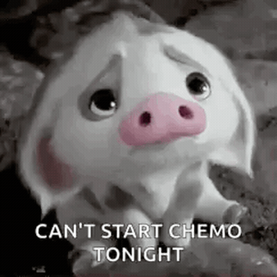 A Sad Pig With A Pink Nose Is Sitting On A Rock And Says `` Can 'T Start Chemo Tonight '' . GIF