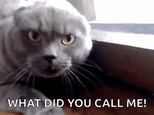 A Scottish Fold Cat Is Looking At The Camera With The Words What Did You Call Me Behind It . GIF