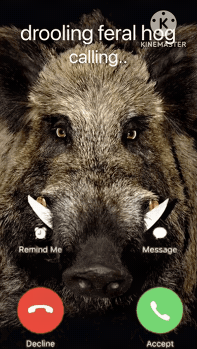 A Screen Shot Of A Wild Boar Talking On A Phone GIF