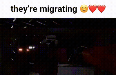 A Screenshot Of A Video Game With The Words They 'Re Migrating And Hearts GIF