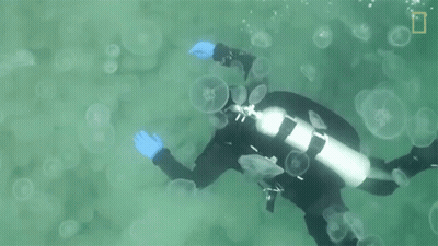 A Scuba Diver Is Surrounded By Jellyfish And A National Geographic Logo Can Be Seen In The Background GIF