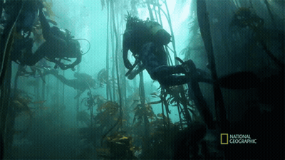 A Scuba Diver Is Surrounded By Seaweed And The Words National Geographic Are On The Bottom GIF