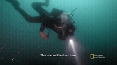 A Scuba Diver Is Swimming In The Water And The Caption Says " This Is Incredible Down Here " GIF