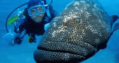 A Scuba Diver Is Swimming Next To A Large Fish That Has The Word Cube On Its Back GIF