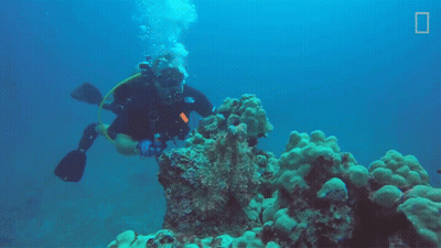 A Scuba Diver Is Swimming Over A Coral Reef With A National Geographic Logo In The Background GIF