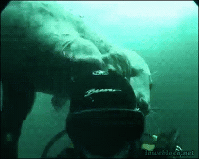 A Scuba Diver Is Swimming With A Polar Bear Wearing A Black Beaver Hat GIF