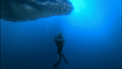 A Scuba Diver Is Swimming With A Whale In The Ocean GIF