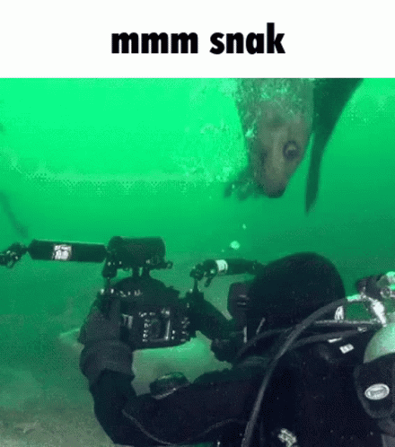 A Scuba Diver Is Taking A Picture Of A Fish In The Water . GIF