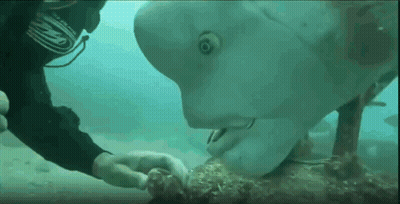 A Scuba Diver Is Touching A Fish 'S Face In The Ocean . GIF