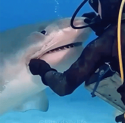 A Scuba Diver Is Touching A Shark 'S Face In The Ocean GIF