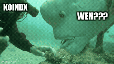 A Scuba Diver Is Touching A Shark 'S Nose With The Words Koindx And Wen Written Above It GIF