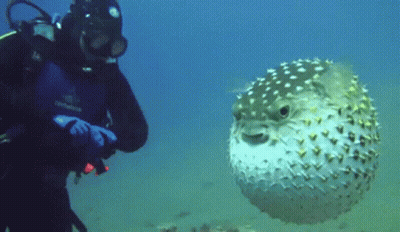 A Scuba Diver Stands Next To A Puffer Fish GIF