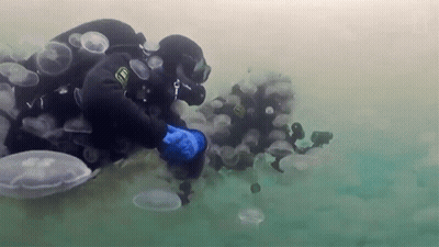 A Scuba Diver With A Badge On His Chest That Says Ld GIF