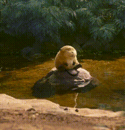 A Sea Otter Is Sitting On A Rock In A Body Of Water GIF