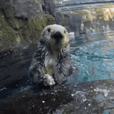A Sea Otter Is Standing On Its Hind Legs In A Pool Of Water GIF