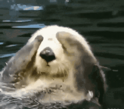 A Sea Otter Is Swimming In The Water And Covering Its Eyes . GIF