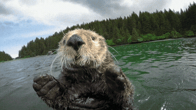 A Sea Otter Is Swimming In The Water And Looking At The Camera GIF