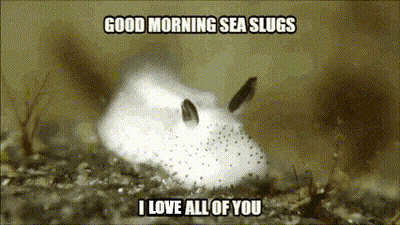 A Sea Slug Says Good Morning Sea Slugs And I Love All Of You GIF