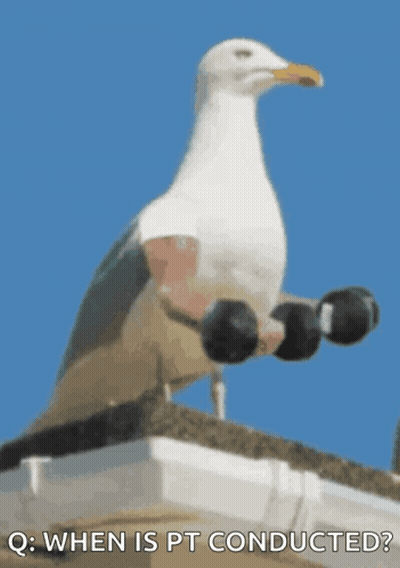 A Seagull Holding A Pair Of Dumbbells On Its Feet GIF