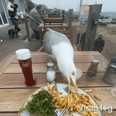 A Seagull Is Eating French Fries On A Plate With A Fork And Ketchup On The Table GIF