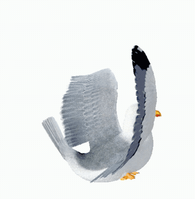 A Seagull Is Flying In The Air With Its Wings Outstretched GIF