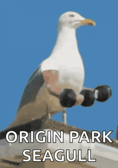 A Seagull Is Holding A Pair Of Dumbbells With The Words Origin Park Seagull On The Bottom GIF