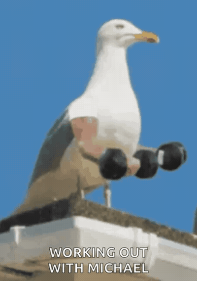 A Seagull Is Holding Dumbbells On Its Feet And The Caption Says Working Out With Michael GIF