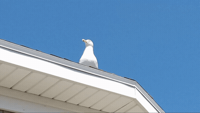A Seagull Is Perched On The Roof Of A House GIF