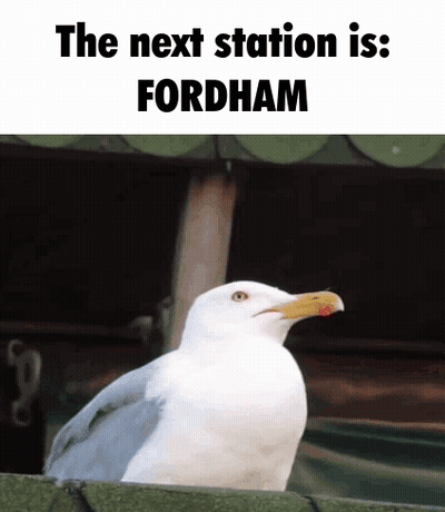 A Seagull Is Sitting On A Fence With The Words The Next Station Is Fordham Above It GIF