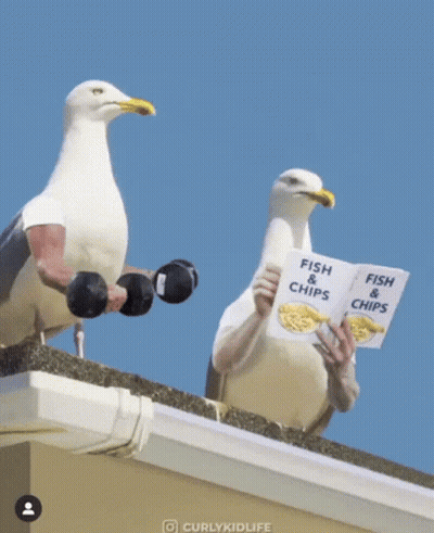 A Seagull Is Sitting On Top Of A Gutter Holding A Sign That Says Fish & Chips GIF