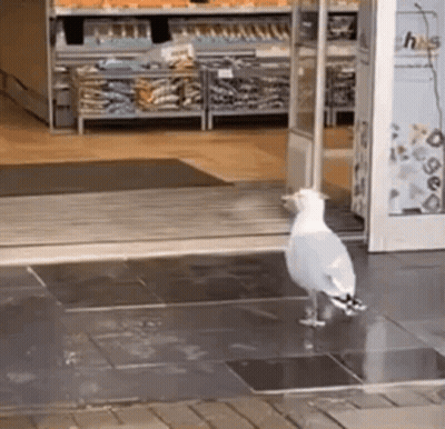 A Seagull Is Standing In Front Of A Store Door . GIF