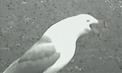 A Seagull Is Standing On A Concrete Surface With Its Tongue Out . GIF