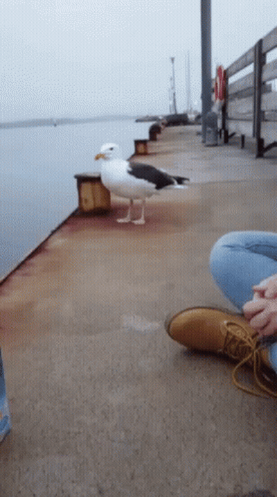 A Seagull Is Standing On A Dock Next To A Person 'S Feet GIF