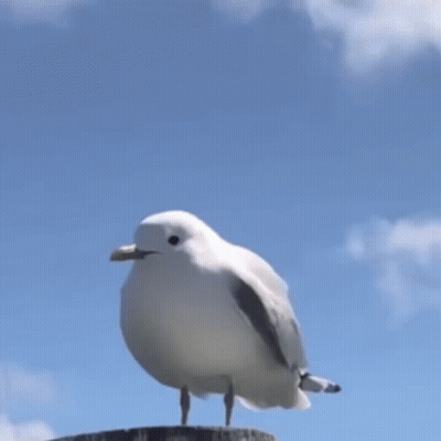 A Seagull Is Standing On A Ledge With Its Mouth Open GIF