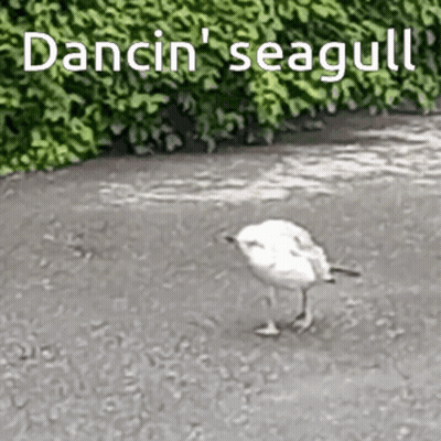 A Seagull Is Standing On A Sidewalk With The Words Dancin ' Seagull Written Above It GIF