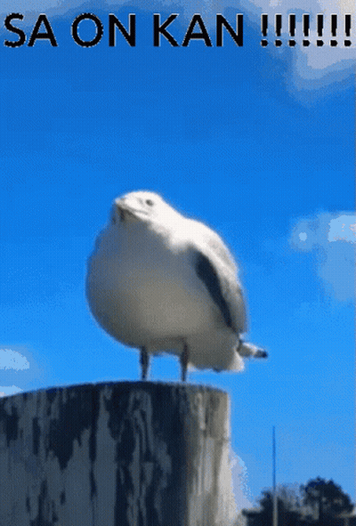 A Seagull Is Standing On A Stump With The Words Sa On Kan Written Above It GIF
