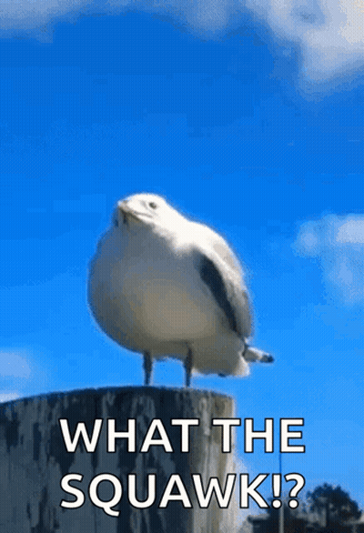 A Seagull Is Standing On A Stump With The Words `` What The Squawk ? '' Written On It . GIF