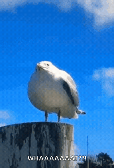 A Seagull Is Standing On Top Of A Stump With The Words Whaaaa At Written Below It . GIF