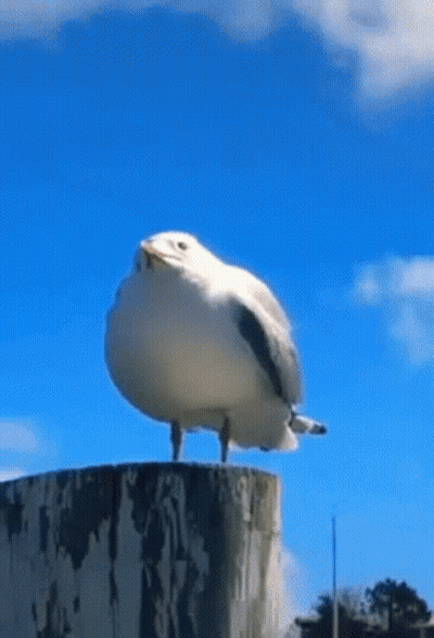 A Seagull Is Standing On Top Of A Tree Stump With A Blue Sky In The Background . GIF