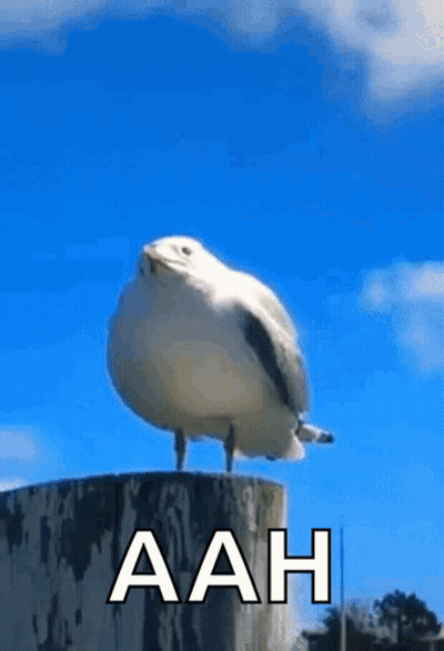 A Seagull Is Standing On Top Of A Wooden Post With The Word Aah Written On It . GIF