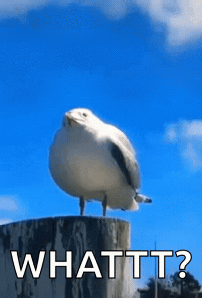 A Seagull Is Standing On Top Of A Wooden Post With The Words Whattt ? Written Below It . GIF
