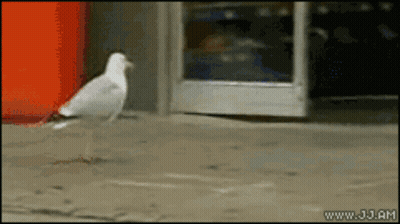 A Seagull Is Walking On A Sidewalk In Front Of A Store With The Website Www.jj.am Visible GIF