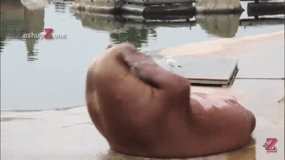 A Seagull Sits On A Rock Next To A Body Of Water With A Watermark That Says ' Achup Zone ' GIF