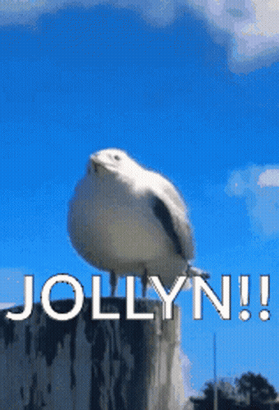 A Seagull Sitting On Top Of A Stump With The Words Jollyn Written Below It GIF