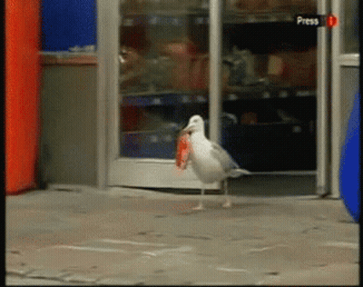 A Seagull With A Fish In Its Beak Stands In Front Of A Door That Says Press On It GIF