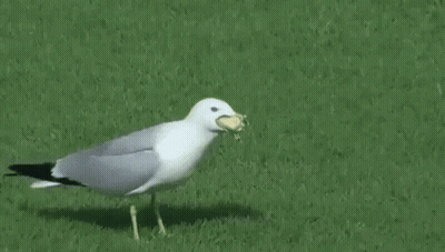 A Seagull With A Worm In Its Beak Is Walking Across A Lush Green Field . GIF