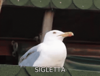 A Seagull With A Yellow Beak Is Standing On A Green Roof Next To The Word Sigletta . GIF