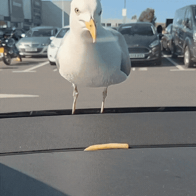 A Seagull With A Yellow Beak Is Standing On The Dashboard Of A Car With A License Plate That Starts With Y GIF